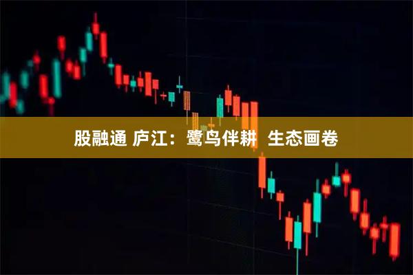 股融通 庐江：鹭鸟伴耕  生态画卷